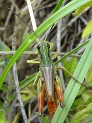 Chorthippus alticola