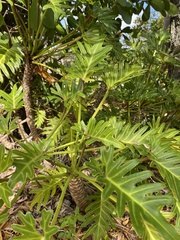 Thaumatophyllum xanadu