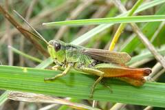 Chorthippus alticola