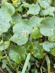 Hydrocotyle umbellata