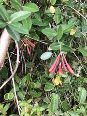 Lonicera