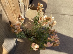 Antirrhinum