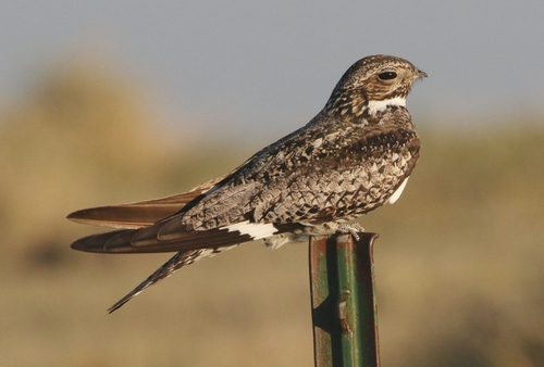 Common Nighthawk