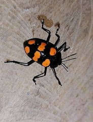 Scaphidomorphus bosci