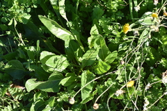 Beta vulgaris