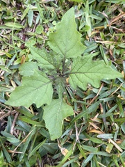 Physalis angulata