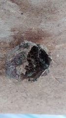 Metapolybia