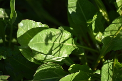Beta vulgaris