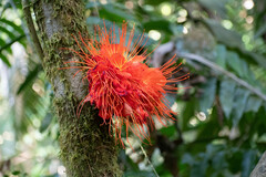 Brownea macrophylla