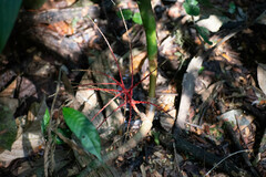 Arecoideae