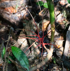 Arecoideae