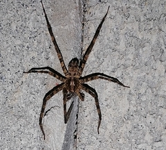Acanthoctenus
