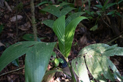 Arecoideae