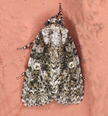 Acronicta afflicta