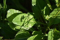 Beta vulgaris