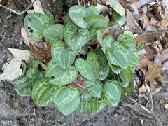Hexastylis virginica