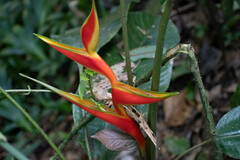 Heliconia
