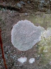 Lecanora