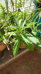 Dysphania ambrosioides