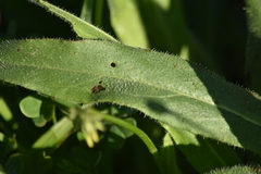 Anchusa azurea