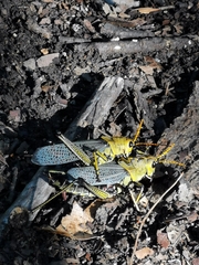 Taeniopoda tamaulipensis