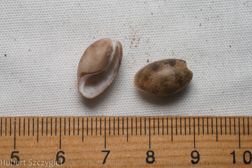 Bulla punctulata observed 2022-11-22