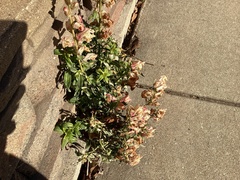 Plantaginaceae
