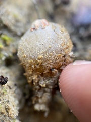 Calostoma ravenelii