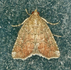 Amyna bullula