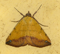 Hemeroplanis floccalis
