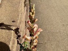 Plantaginaceae