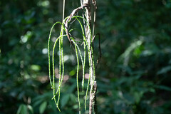 Chamaedorea pinnatifrons