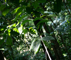 Chamaedorea pinnatifrons