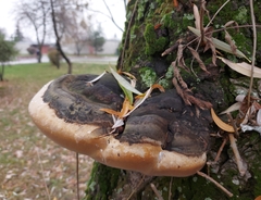 Phellinus igniarius