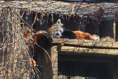 Ailurus fulgens