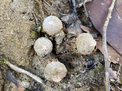 Calostoma ravenelii