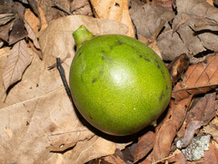 Caryodendron orinocense