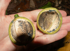 Caryodendron orinocense