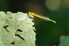Ceriagrion coromandelianum