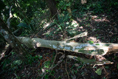 Caryodendron orinocense