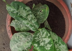 Aglaonema commutatum