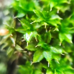 Syntrichia papillosa