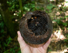 Sapotaceae