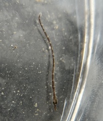 Syngnathus scovelli