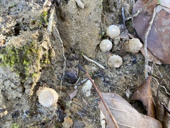 Calostoma ravenelii