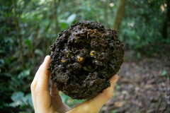 Sapotaceae