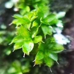 Syntrichia papillosa