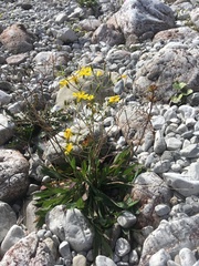 Chondrilla chondrilloides