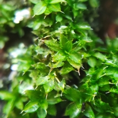 Syntrichia papillosa