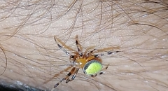 Eriophora nephiloides